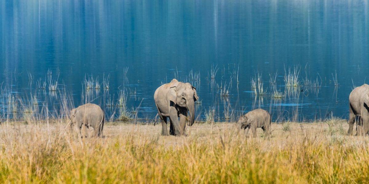 Jim Corbett Packages